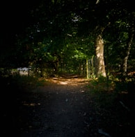 A cinematic landscape of a quiet forest path at dusk, hinting at the settings in laksshya guptaa’s fiction.