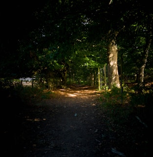 A shadowy forest path illuminated by soft, ethereal light, hinting at hidden stories and secrets within.