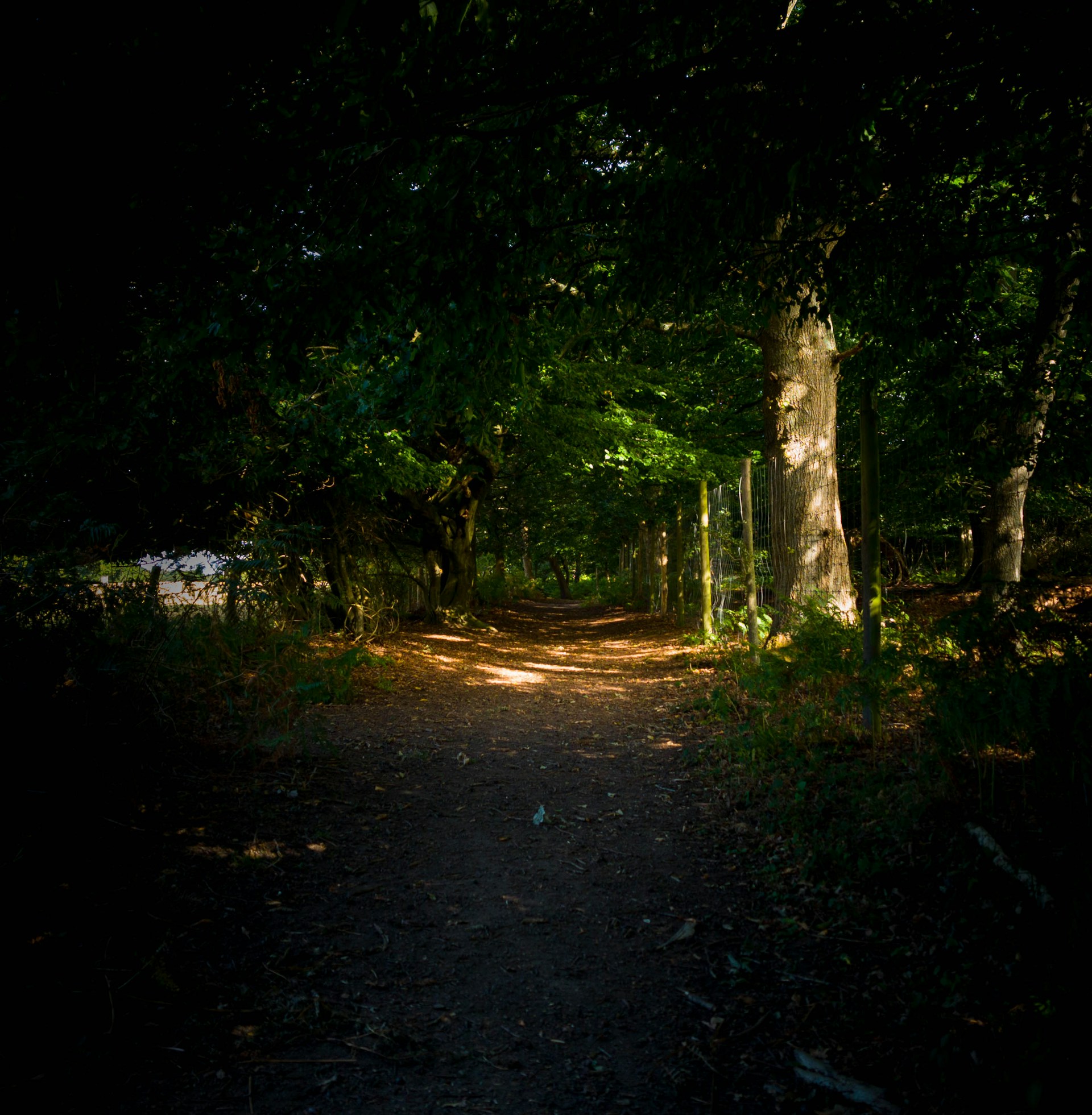 A shadowy forest path under a misty twilight sky, evoking a sense of quiet mystery and ancient stories.