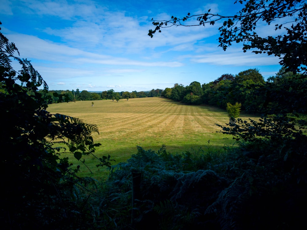 green grass field under blue sky during daytime