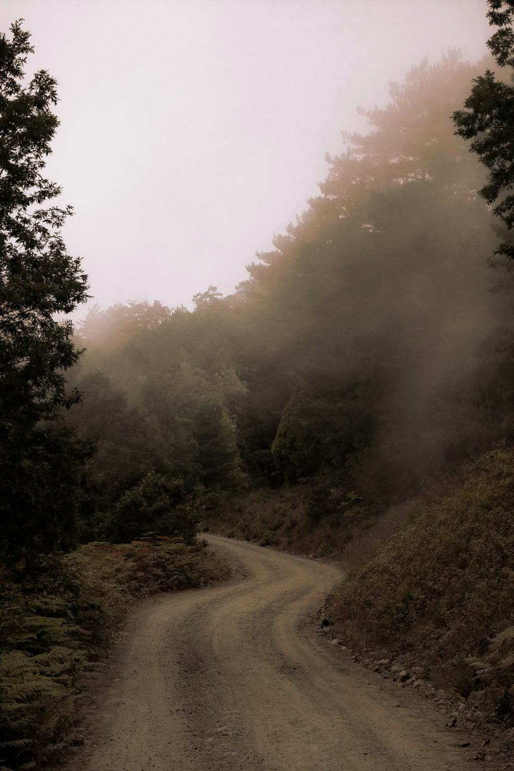 green trees beside gray road during daytime