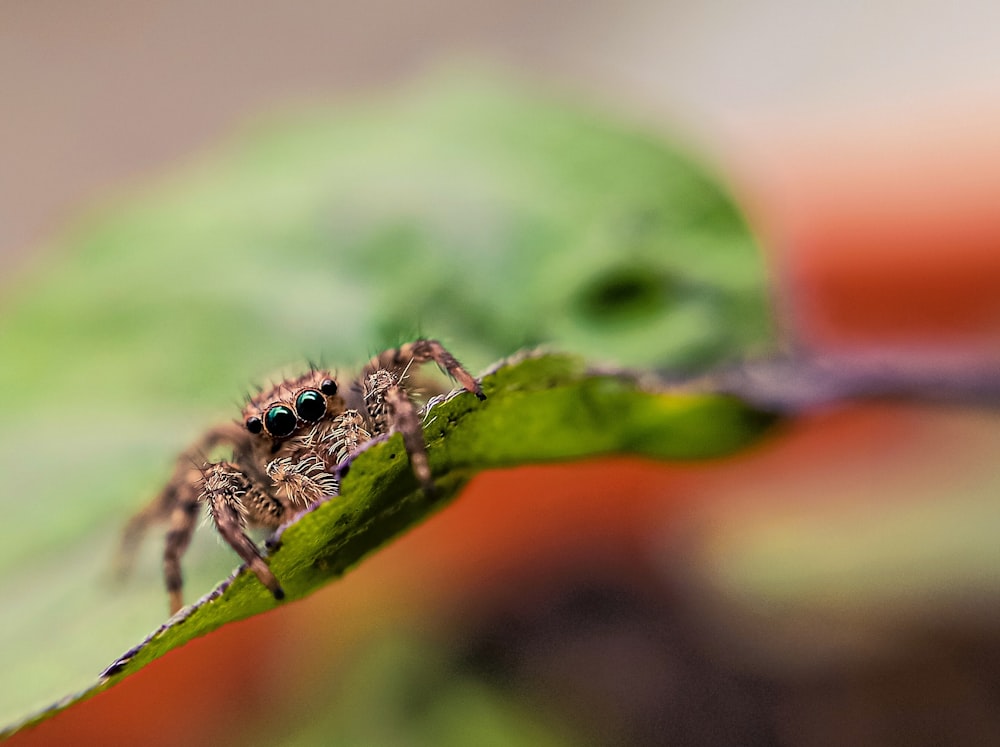 brown spider on green leaf in macro photography