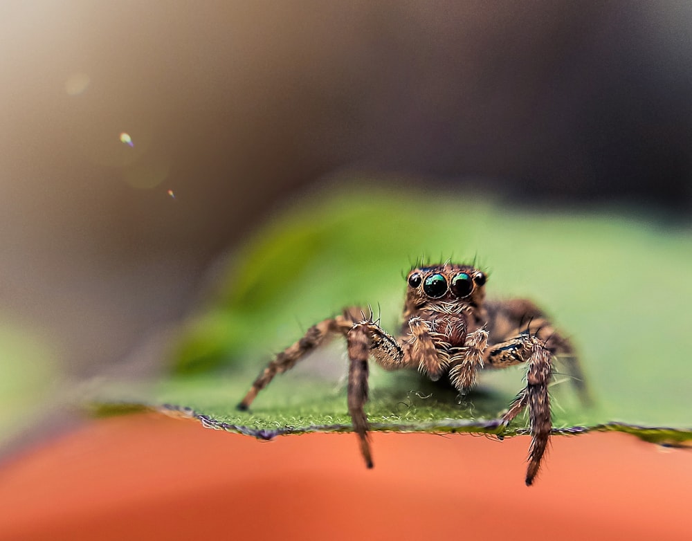 Braune Spinne auf grünem Blatt in der Makrofotografie