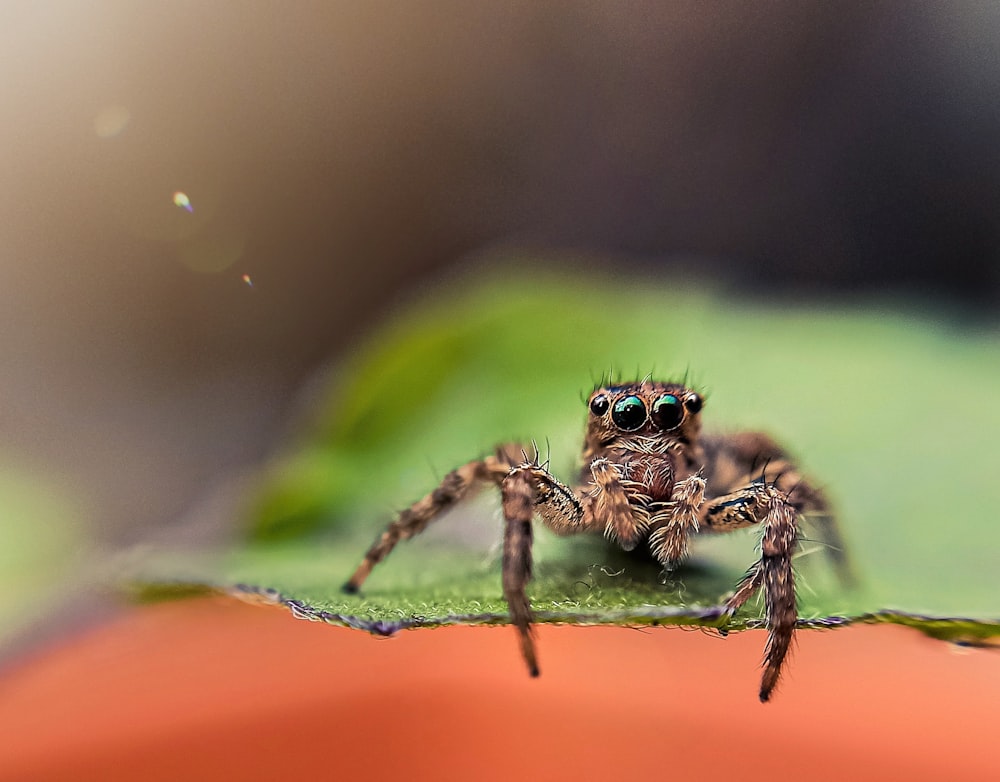 brown spider on green leaf in macro photography