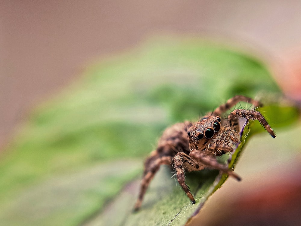 brown and black spider on green leaf