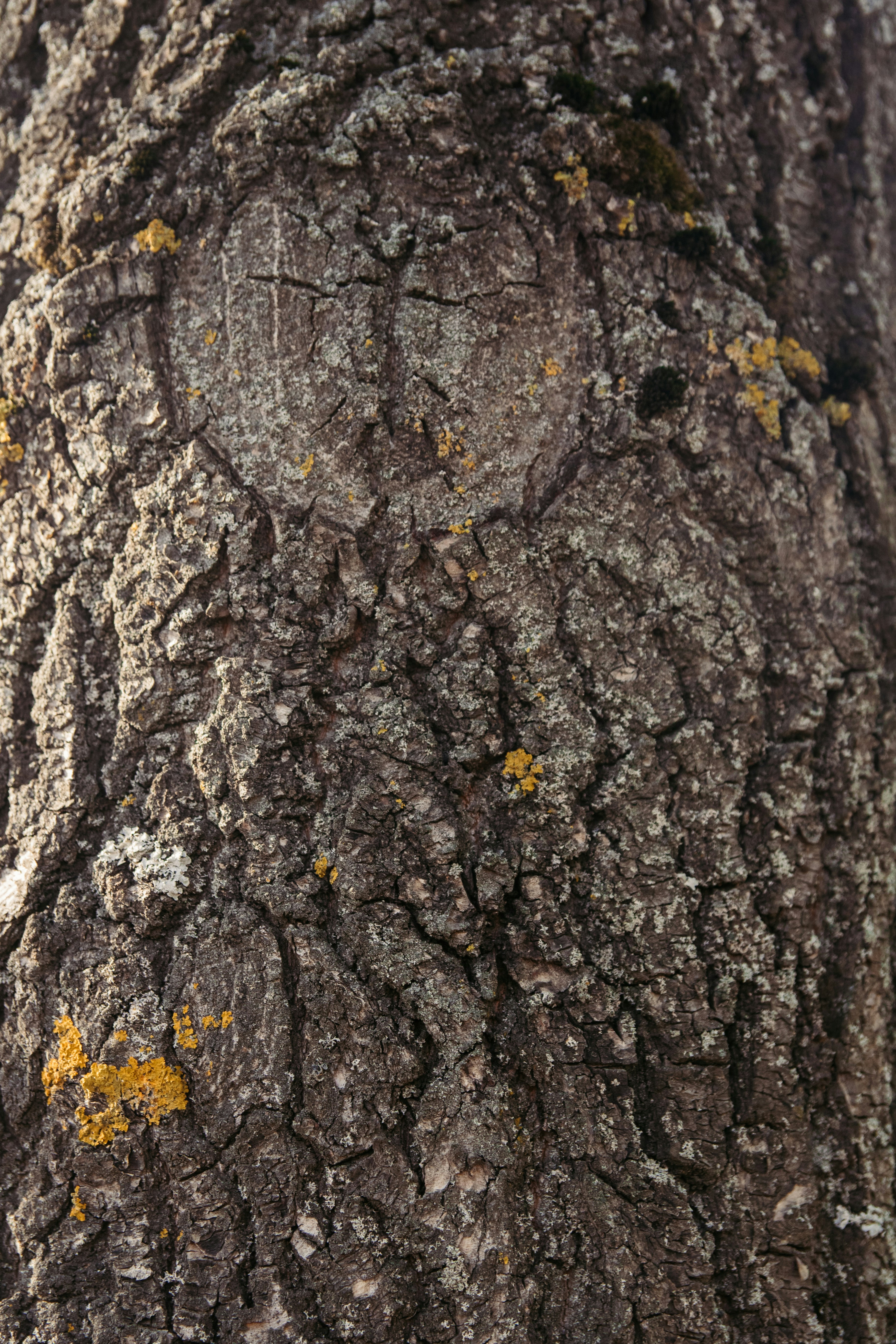 brown tree trunk with yellow leaves