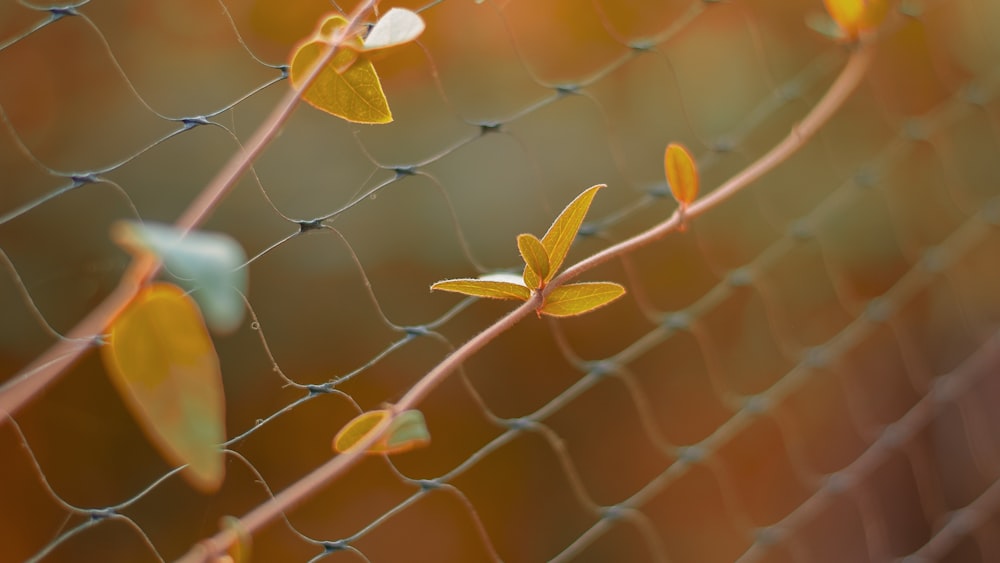 yellow and green leaves on gray metal fence