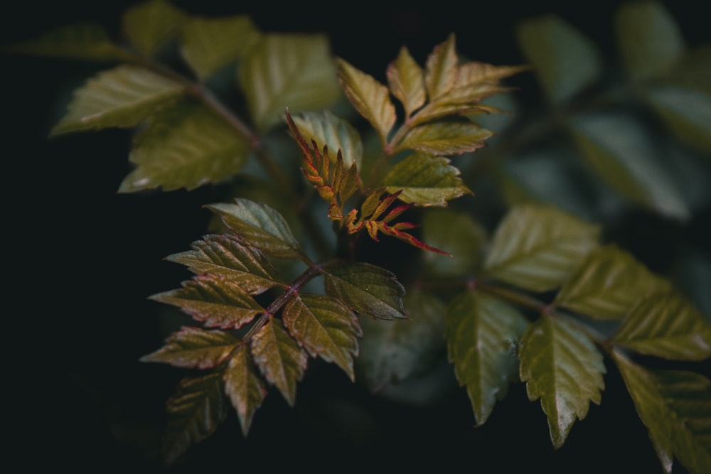 green and brown leaves in close up photography