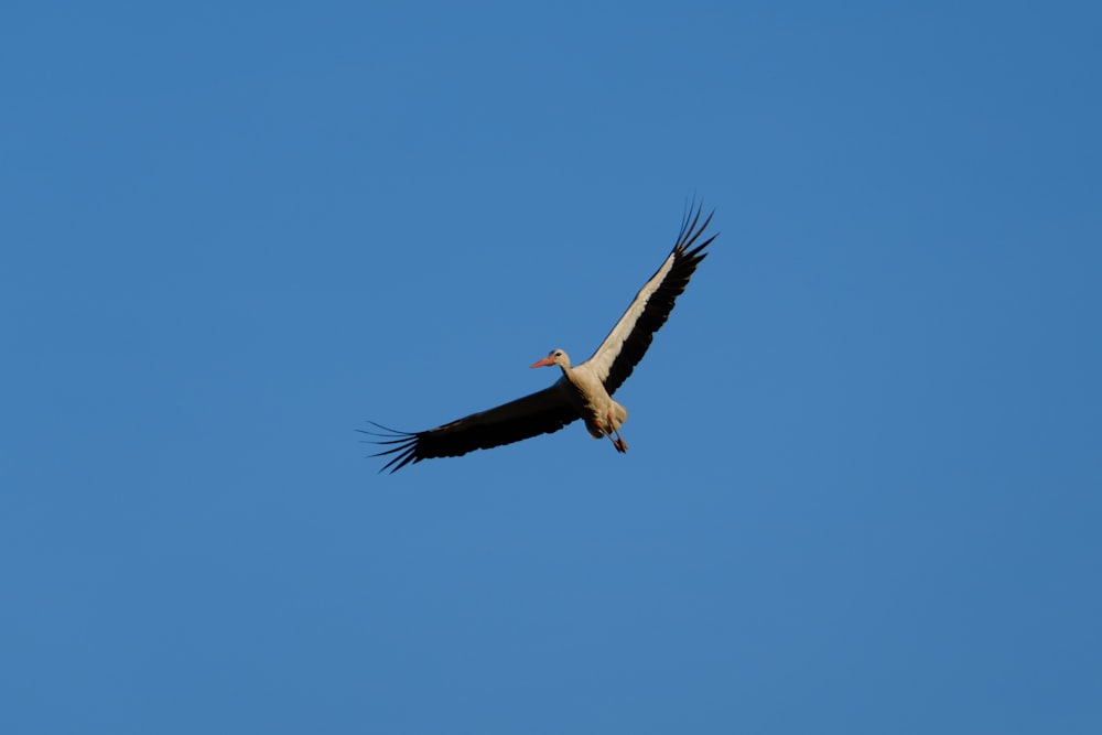 white and black bird flying