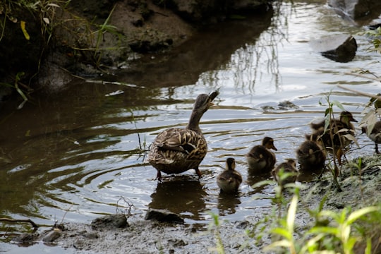 brown duck on water during daytime in Belver Portugal