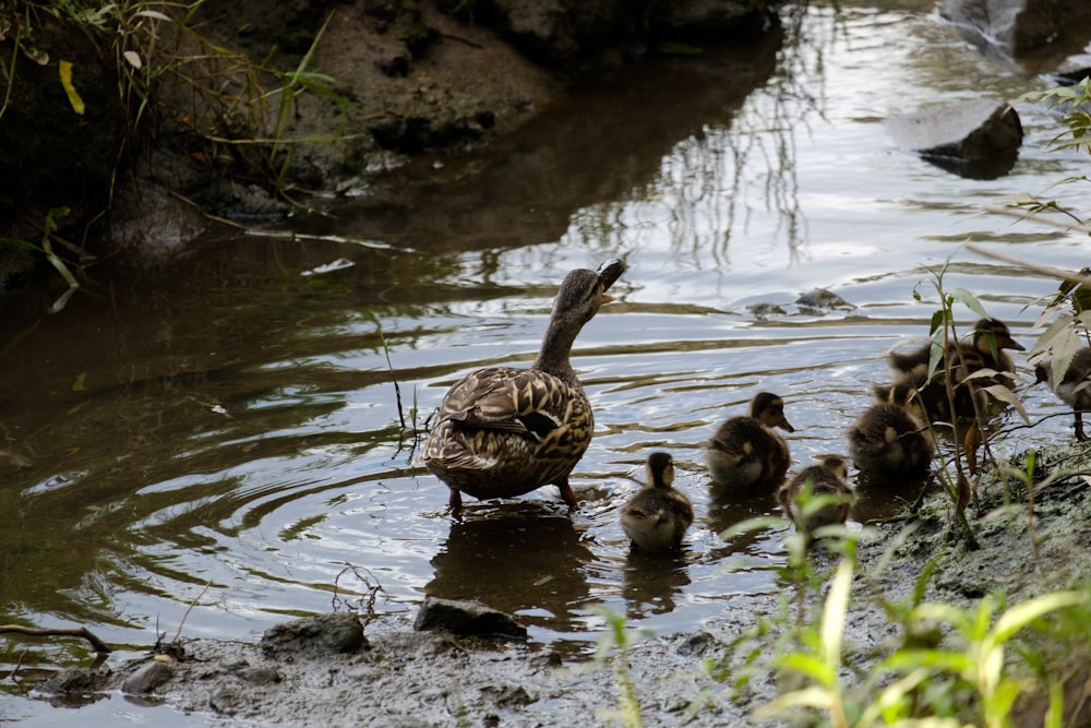 brown duck on water during daytime