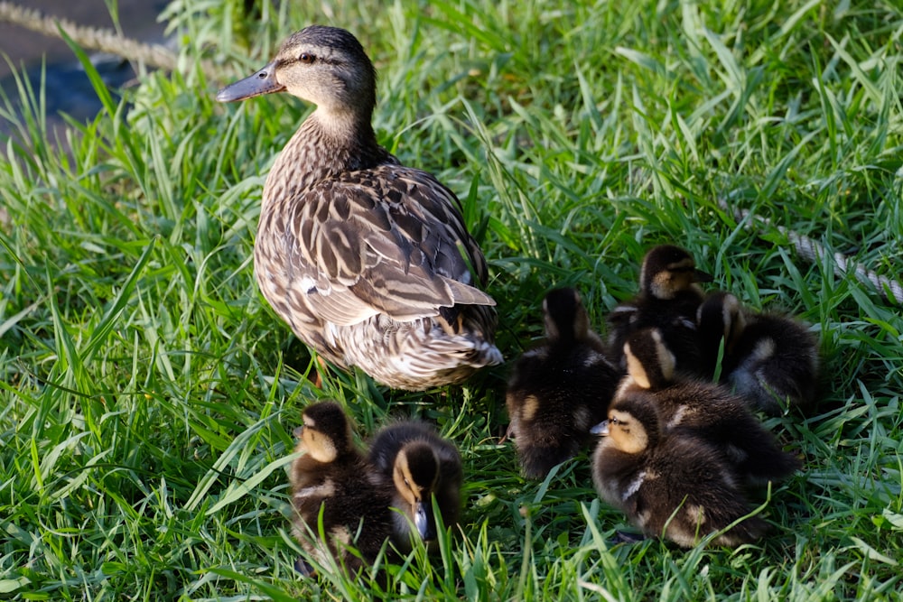 brown duck on green grass during daytime