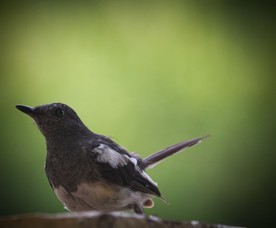 black and white bird on brown tree branch in Gandhinagar India