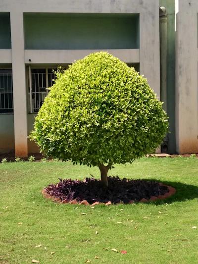 A decorative teardrop‑shaped bush sculpture in Markovo, professionally trimmed and shaped by Hedgie 