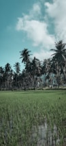 A lush green paddy field is seen in the foreground, with a grove of tall palm trees extending into the distance. The sky above is partially filled with white clouds, and blue sky is visible.