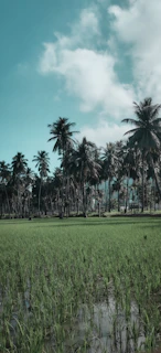 Farmers tending to lush green paddy fields under a clear blue sky in Kerala.