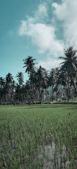 A lush green paddy field is seen in the foreground, with a grove of tall palm trees extending into the distance. The sky above is partially filled with white clouds, and blue sky is visible.