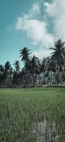 Farmers tending to lush green paddy fields under a clear blue sky in Kerala.