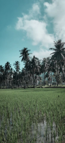Golden paddy fields stretching under a clear blue sky in Nellore.