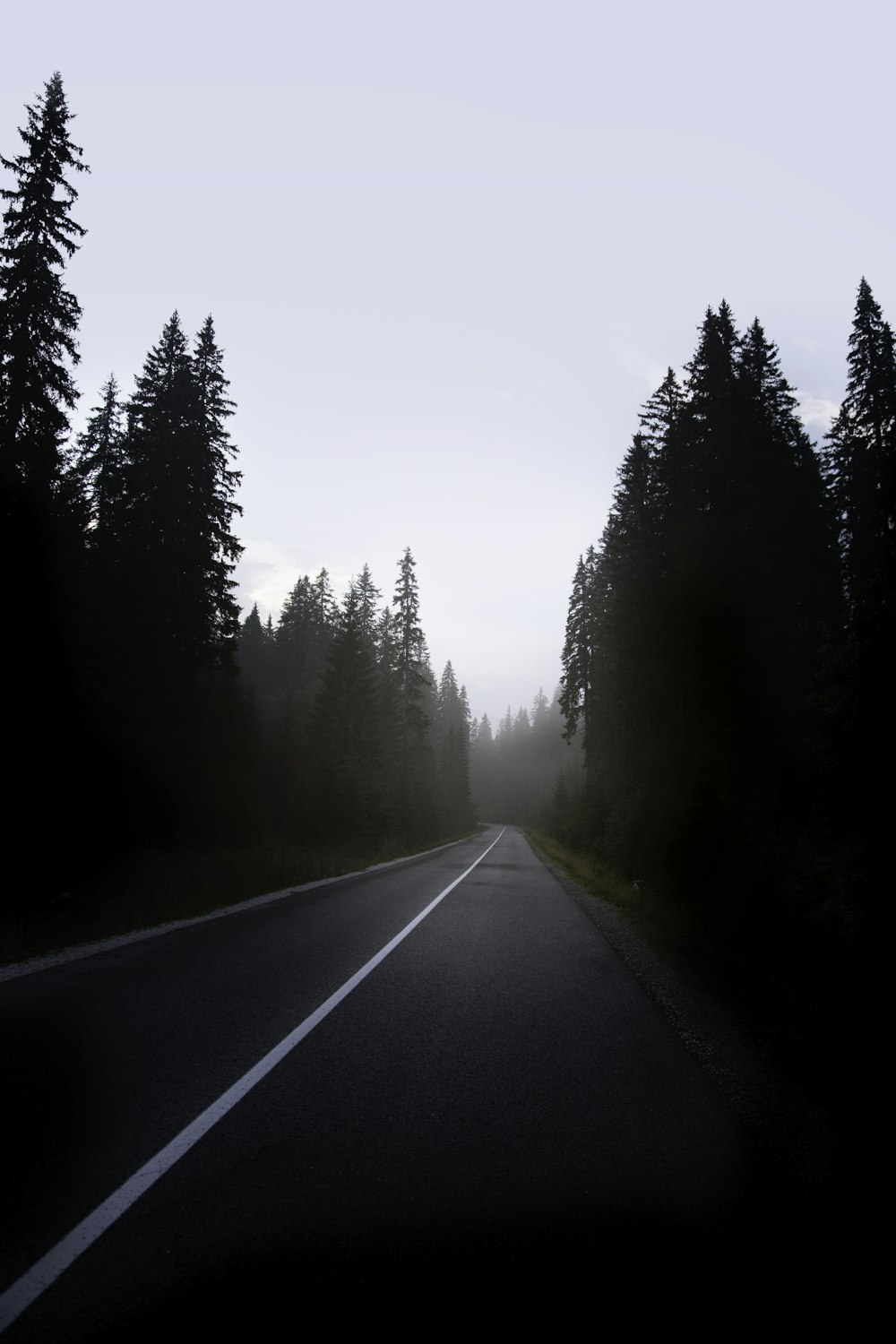 gray asphalt road between trees during foggy day
