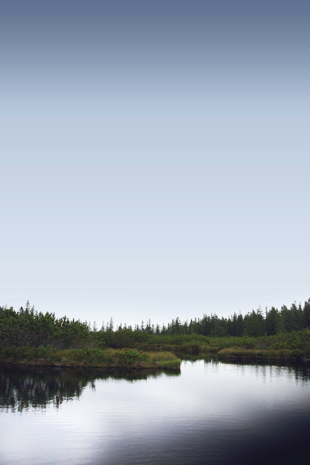 green trees near body of water during daytime