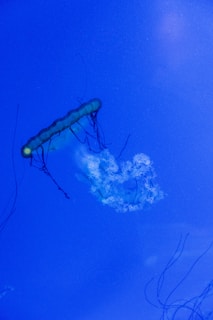 A globe surrounded by digital connections symbolizing Jellyfish Consulting Experts’ worldwide reach.