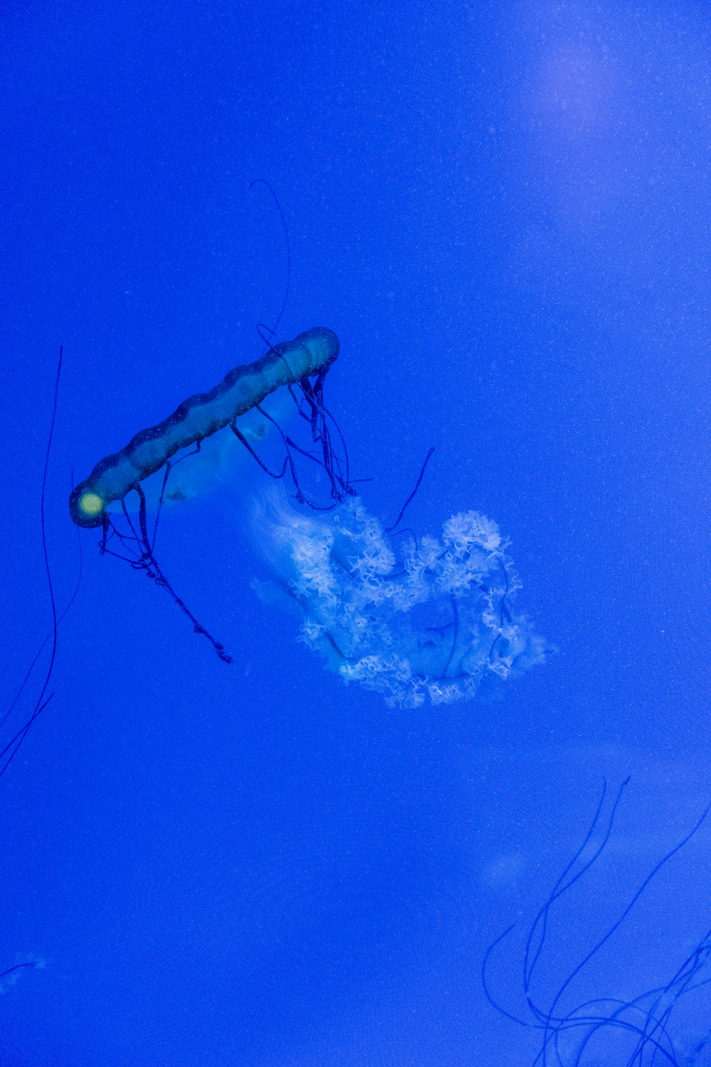 white and blue jellyfish in blue water