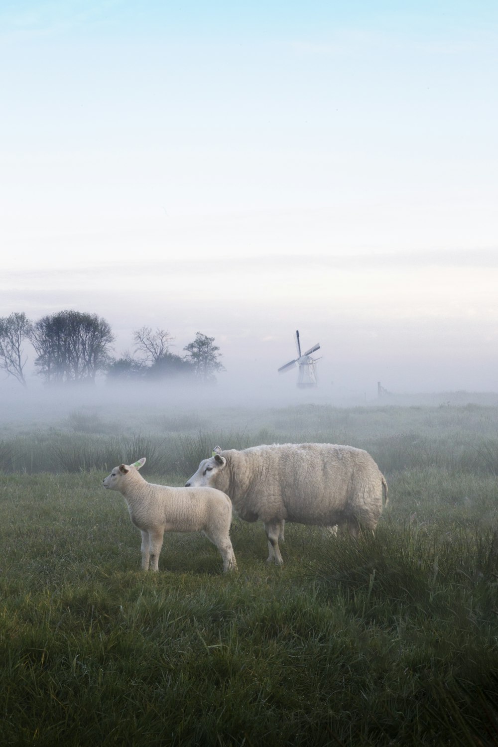 white sheep on green grass field during daytime