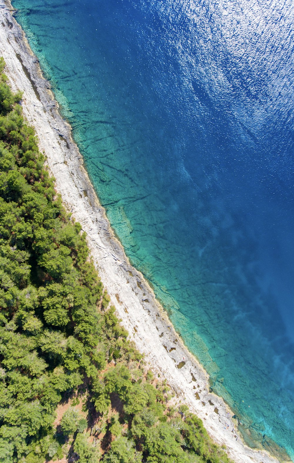 vista aérea de árvores verdes ao lado do corpo de água durante o dia