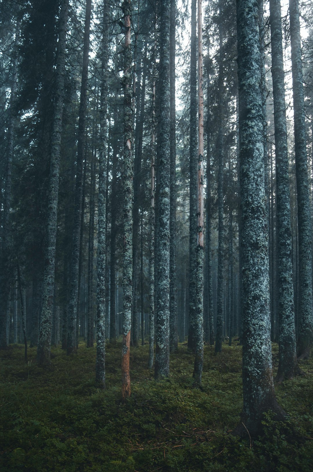 Ecoregion photo spot Pokljuka Triglav National Park