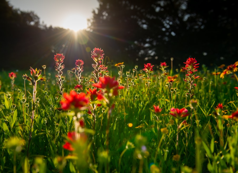 red flowers on green grass field during daytime