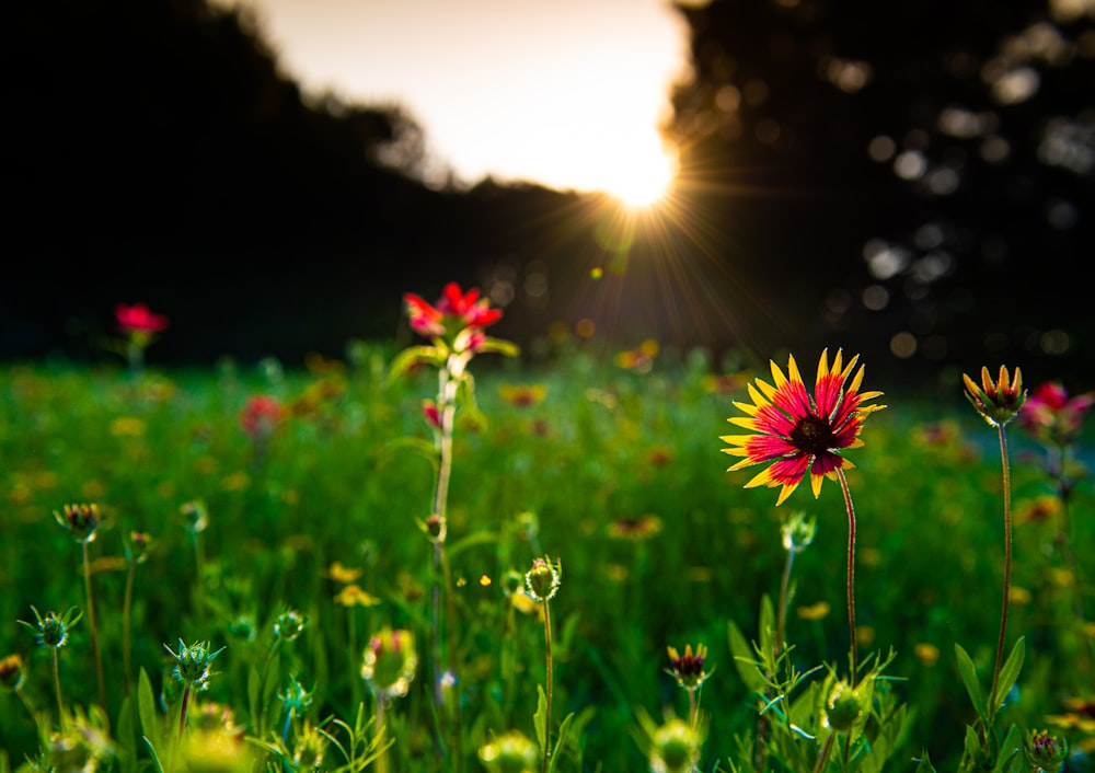 pink flowers on green grass field during daytime