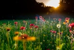 pink flowers on green grass field during sunset