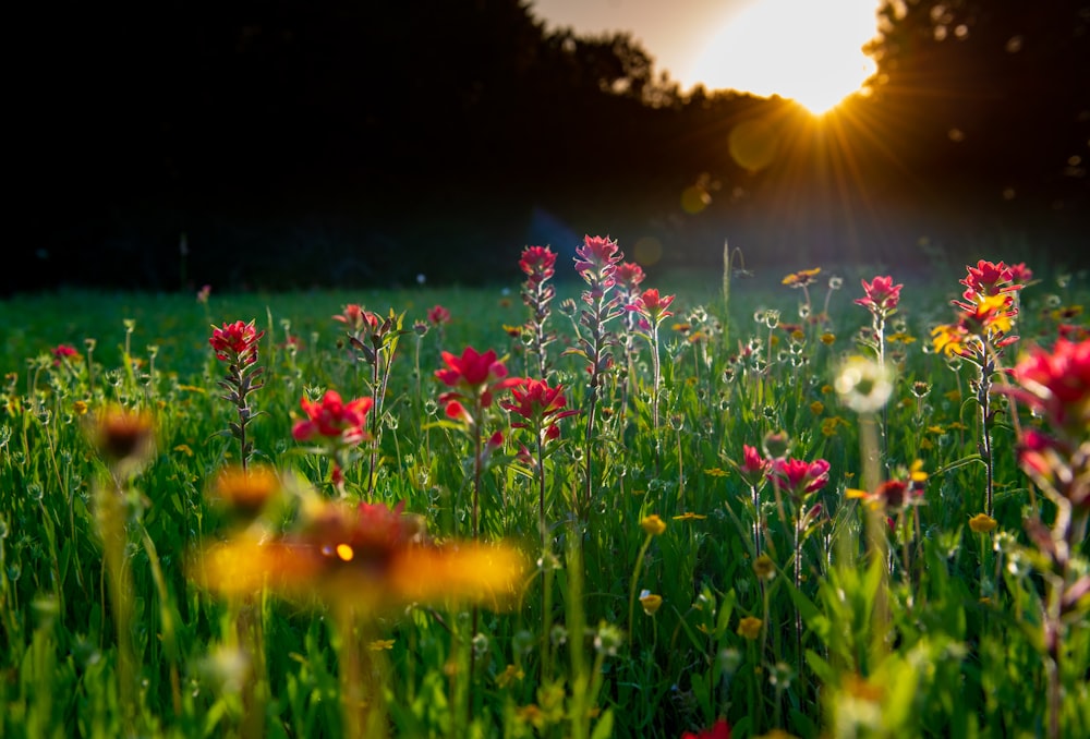 pink flowers on green grass field during sunset