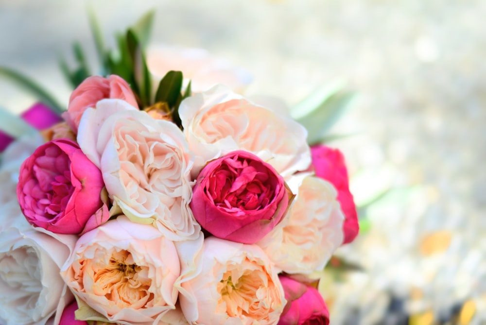 pink and white roses in close up photography