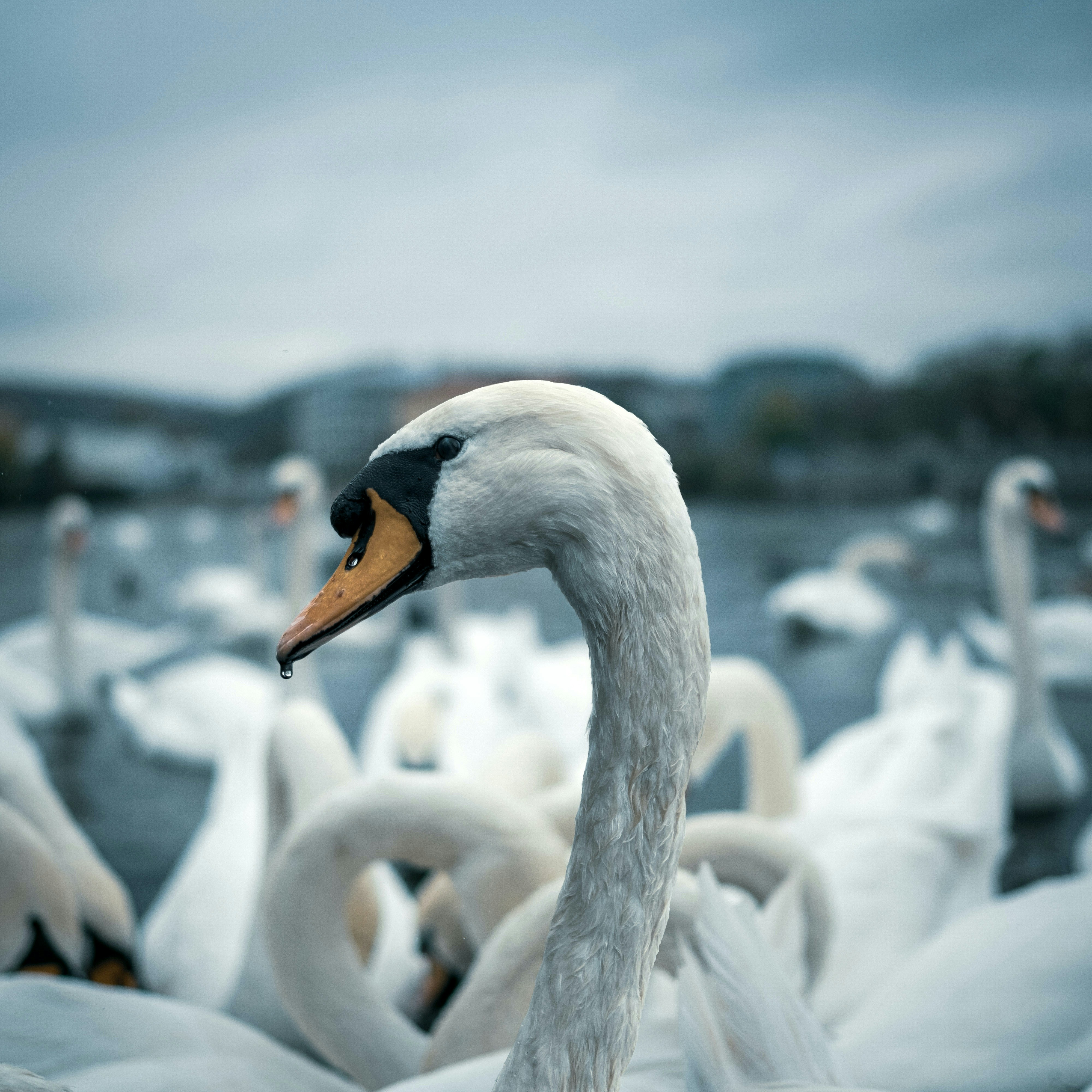 Cigno bianco sull'acqua durante il giorno