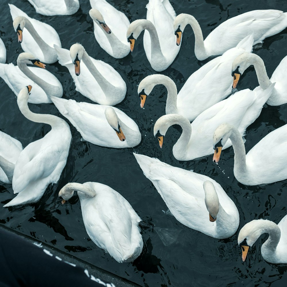 white swan on body of water during daytime