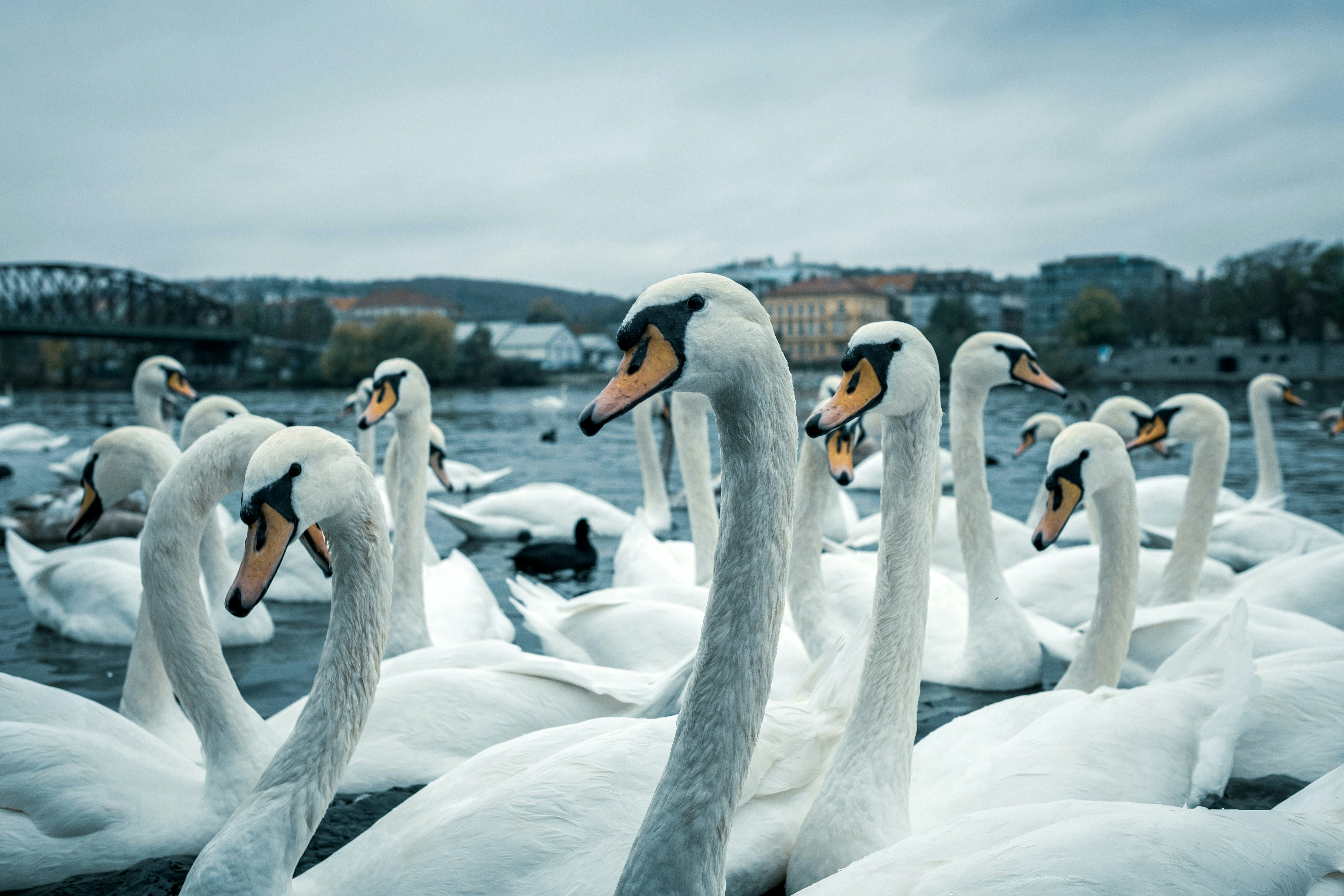 Cigno bianco sull'acqua durante il giorno