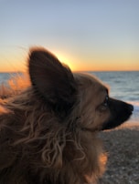 A small dog with long, wavy fur is gazing towards the ocean during sunset. The sun is low on the horizon, creating a serene and warm glow around the dog and over the water.
