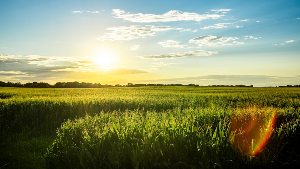 Champ d’herbe verte sous le ciel bleu pendant la journée