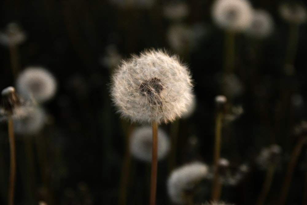 white dandelion in close up photography