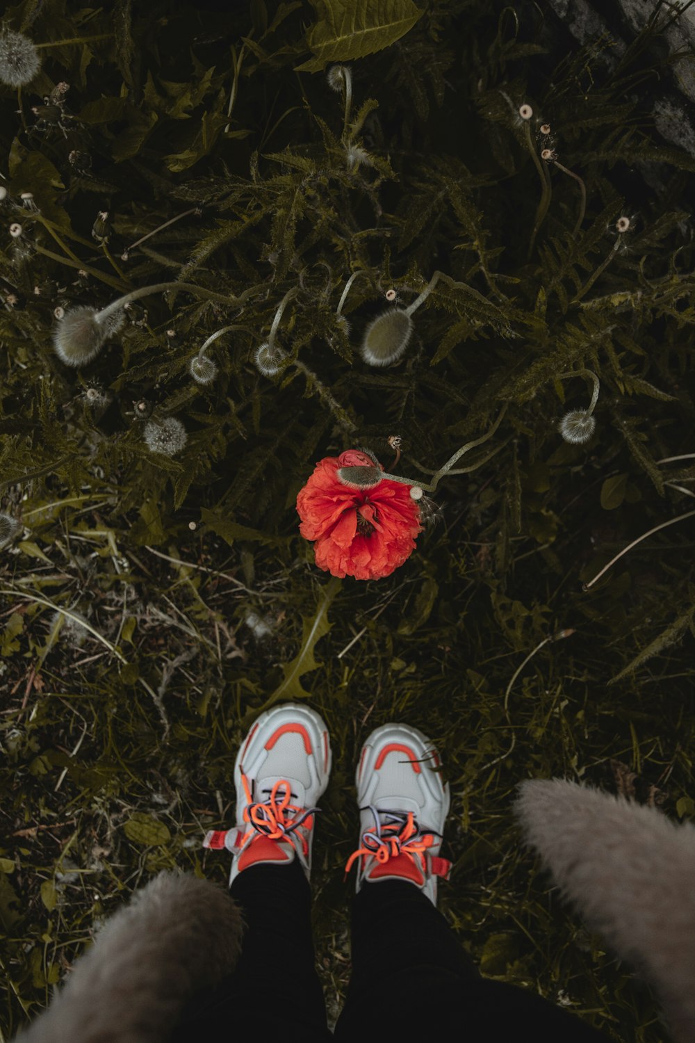 person wearing white and red sneakers standing on dried leaves
