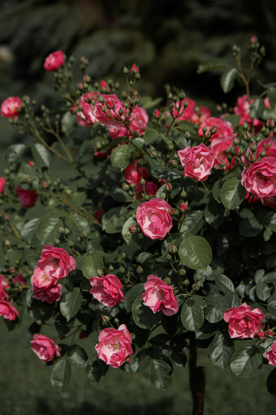 pink flowers with green leaves