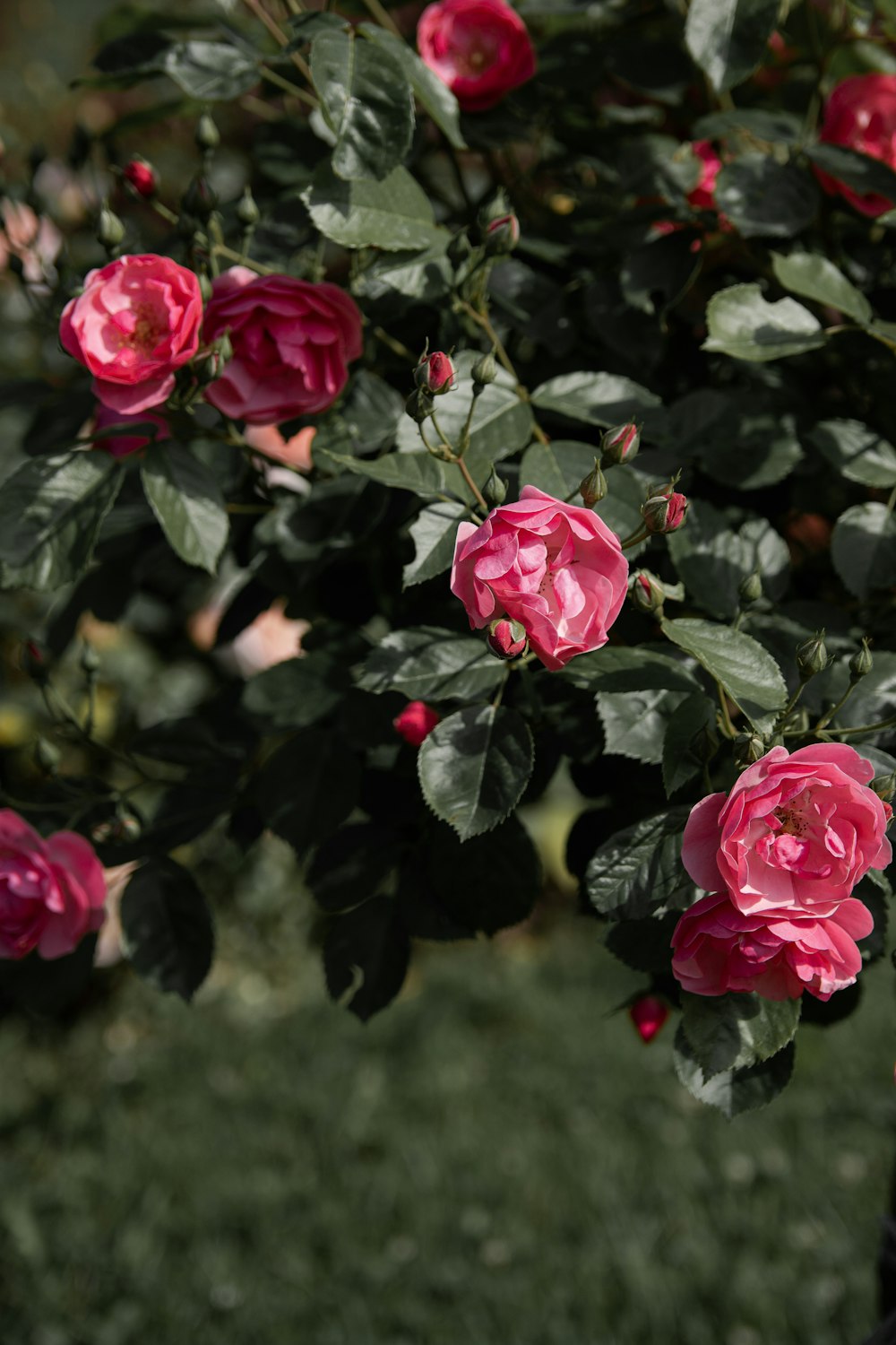 pink rose in bloom during daytime