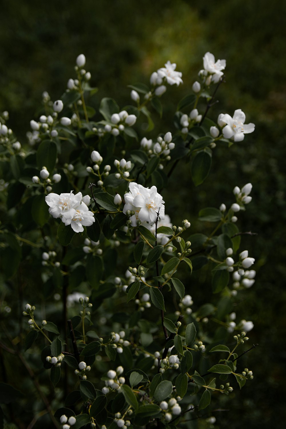 white flowers with green leaves