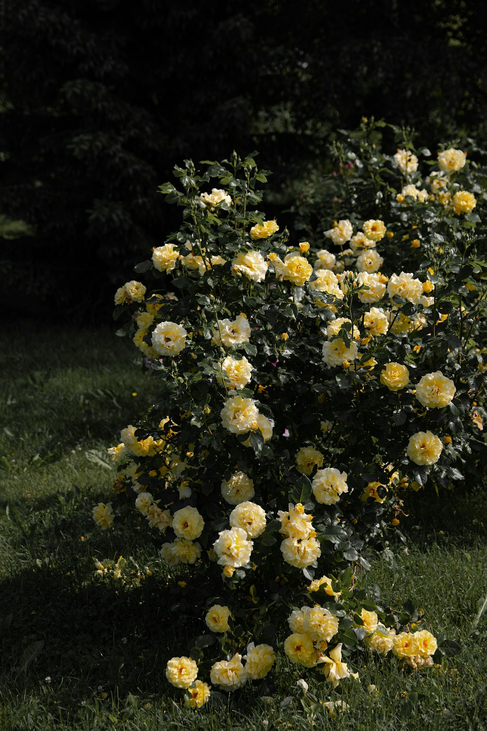 yellow flowers on green grass field