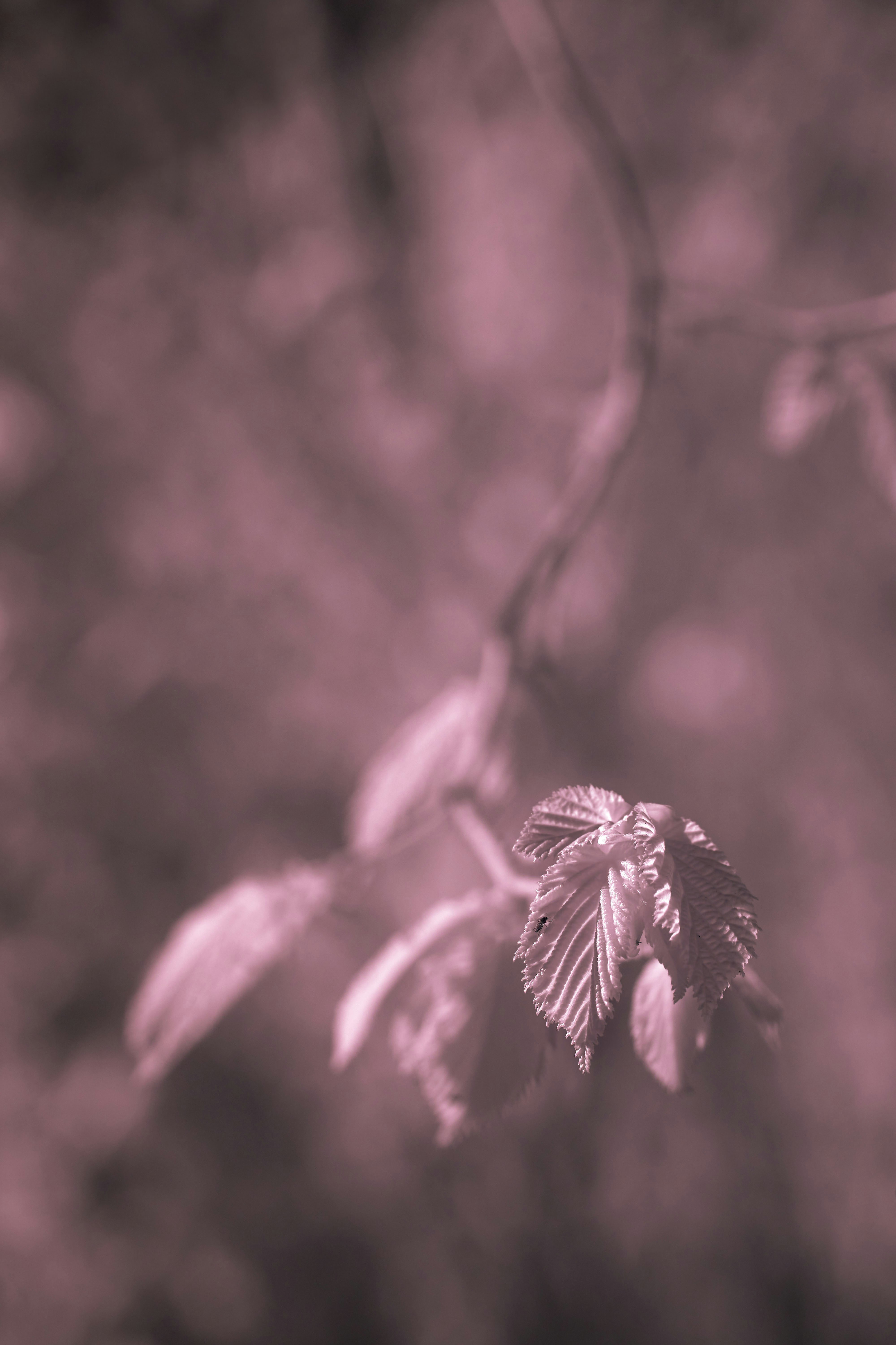 Photo by wolfgang_hasselmann