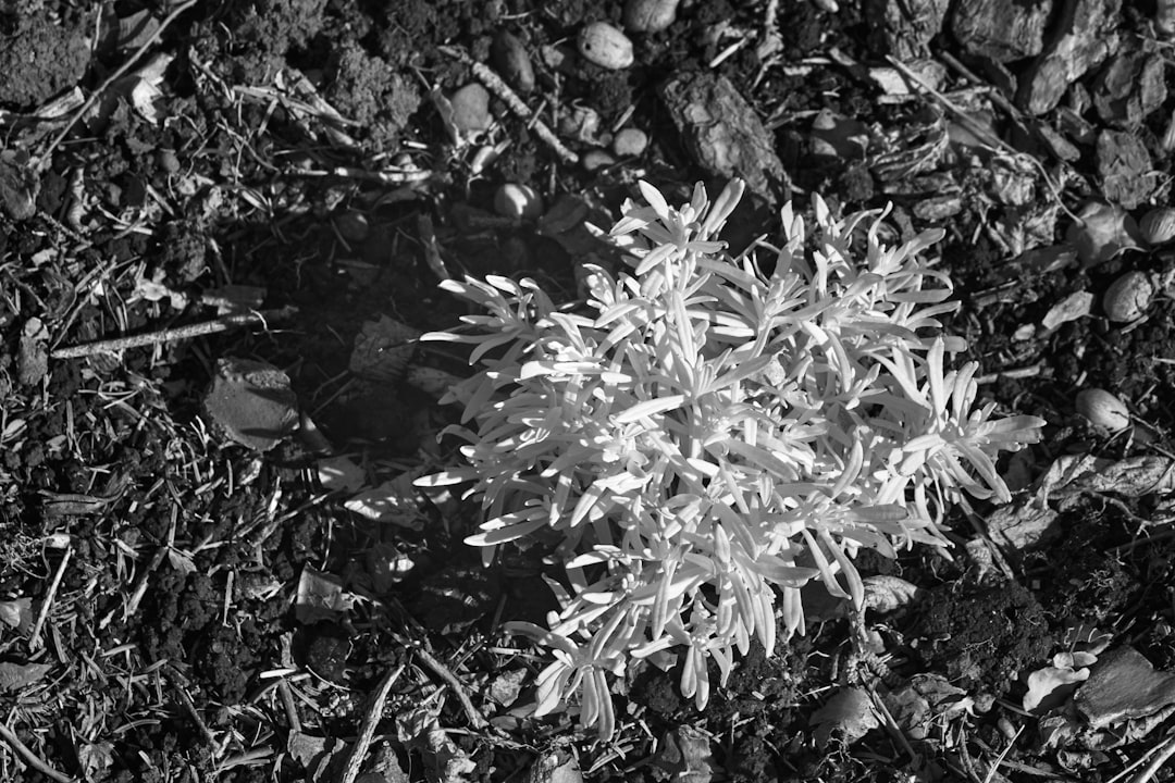 grayscale photo of plant leaves