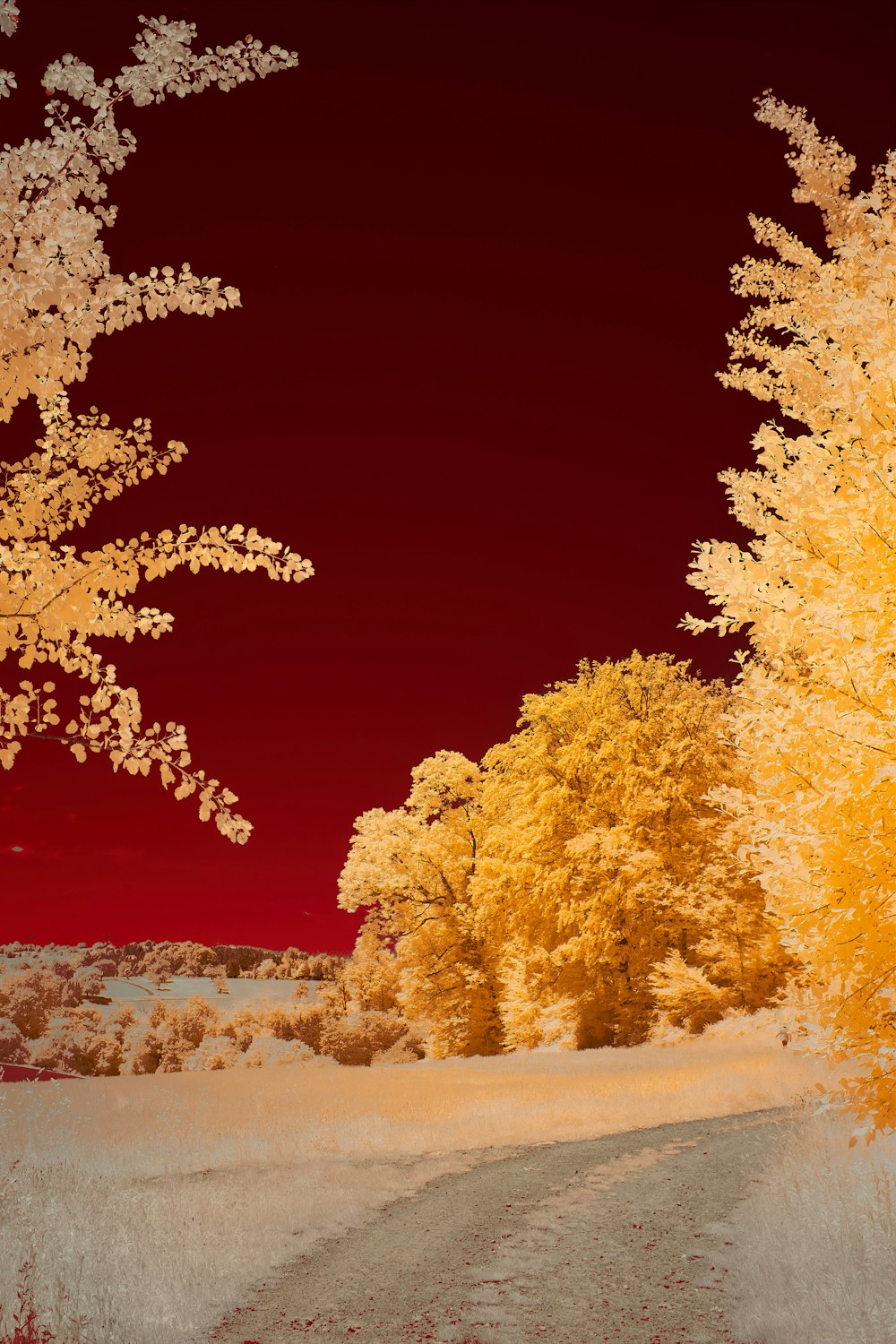 yellow and brown trees under red sky
