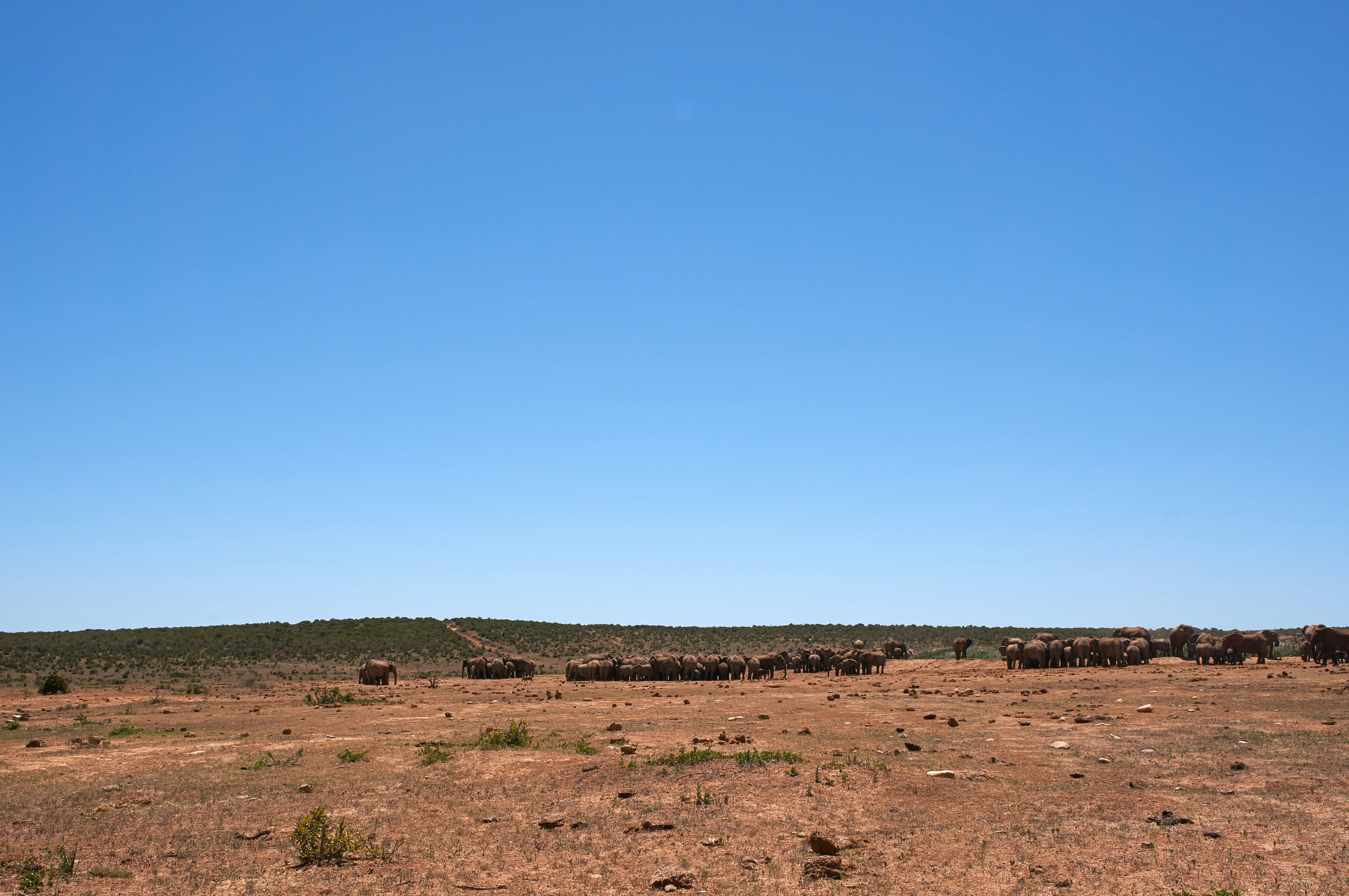 Photo by wolfgang_hasselmann